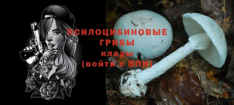 что такое   Каменск-Уральский  Псилоцибиновые грибы Psilocybe 